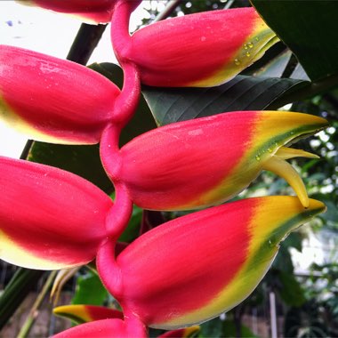 Heliconia Rostrata 'Inflorescence'