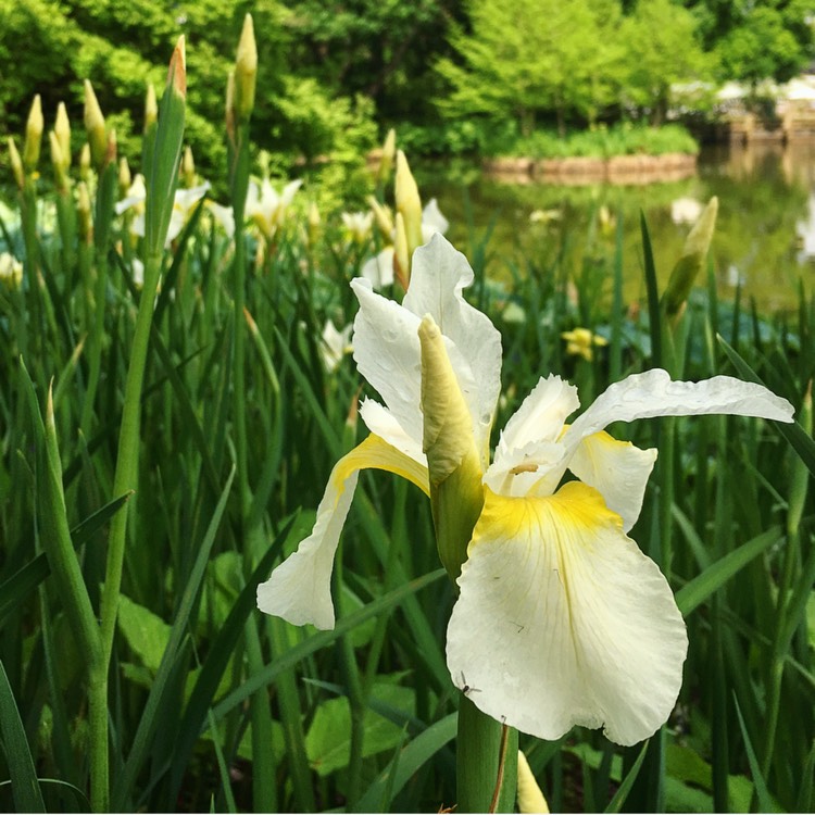 Plant image Iris