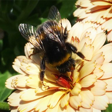 Calendula 'Amber Arctic'