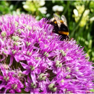 Allium 'Ambassador'