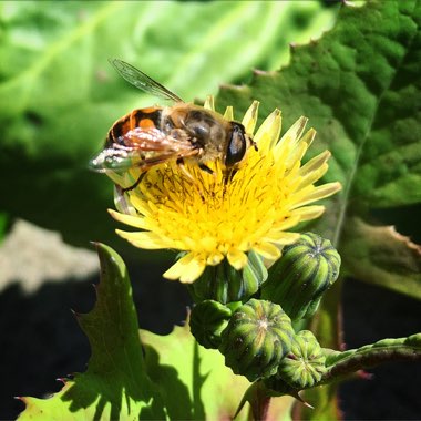 Sonchus fruticosus