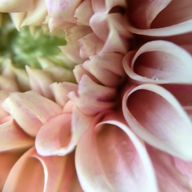 Dahlia 'Cafe au Lait'