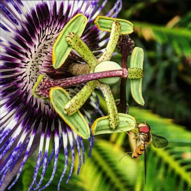 Passiflora