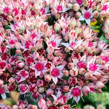 Sedum Spectabile