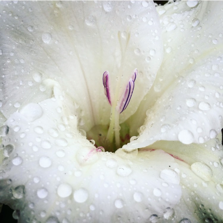 Plant image Gladiolus 'White Prosperity'