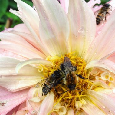 Dahlia 'Pinelands Princess'