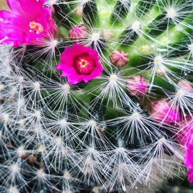 Mammillaria hahniana