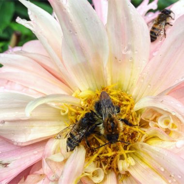 Dahlia 'Pinelands Princess'