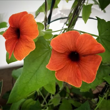 Thunbergia alata 'Arizona Glow'