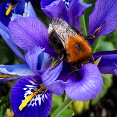 Iris 'Harmony' syn. Iris reticulata 'Harmony'