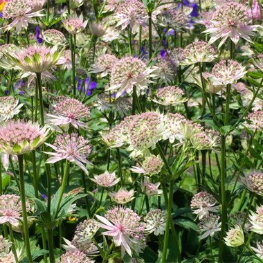 Astrantia 'Buckland'