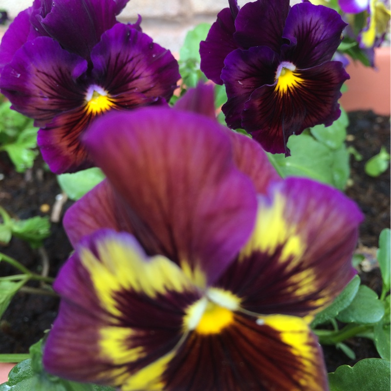 Viola x wittrockiana 'Imperial series'