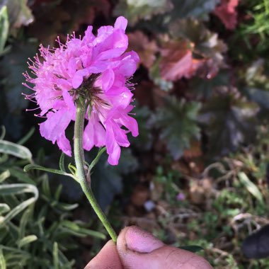 Scabiosa 'Butterfly Blue'