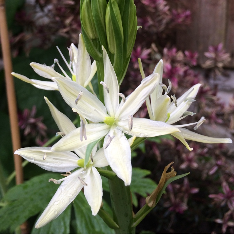 Camassia leichtlinii subsp. leichtlinii syn. Camassia leichtlinii 'Alba'