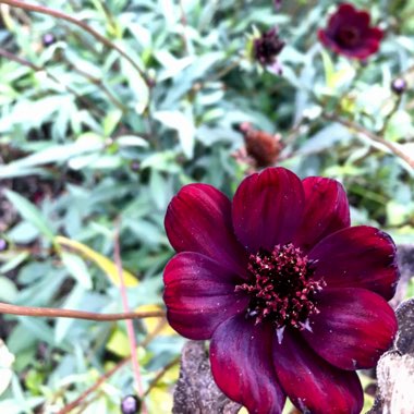 Cosmos atrosanguineus 'Chocamocha' syn. Cosmos atrosanguineus 'Thomocha'