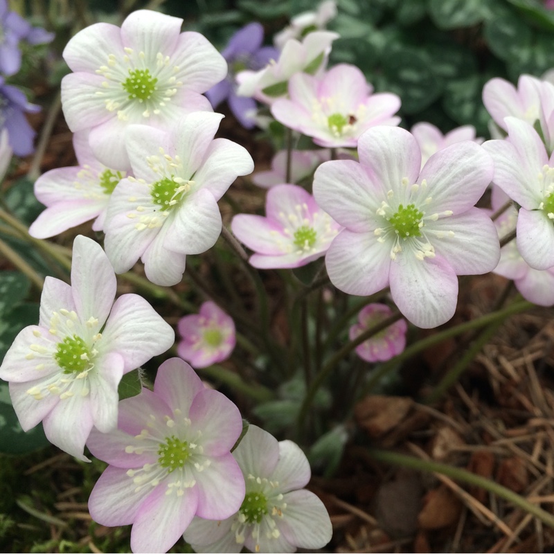 Hepatica