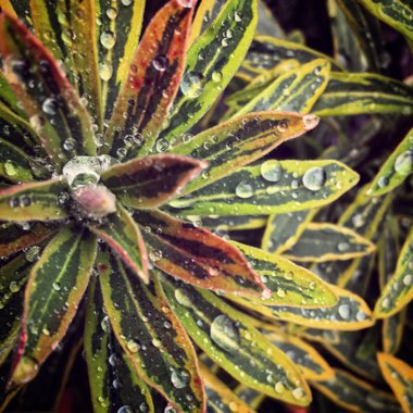 Euphorbia x martini 'Ascot Rainbow'