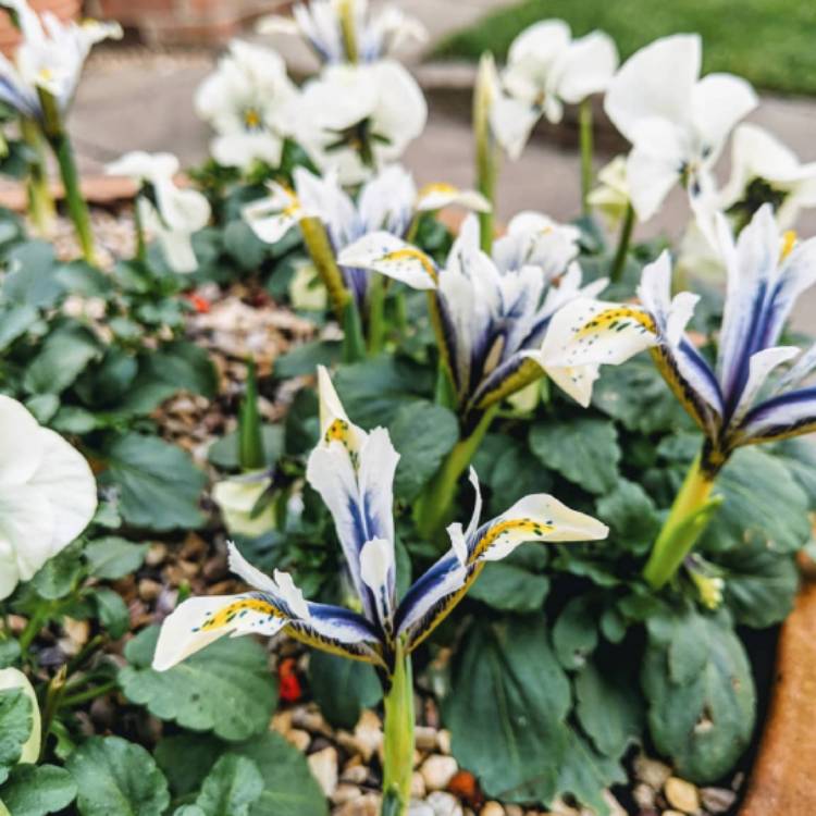 Plant image Iris 'Eye Catcher' syn. Iris reticulata 'Eye Catcher'