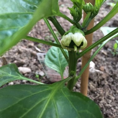 Capsicum annuum