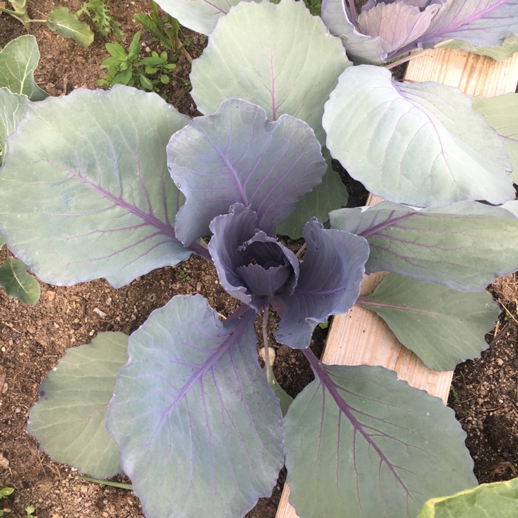 Plant image Brassica oleracea var. rubra (Capitata Group)