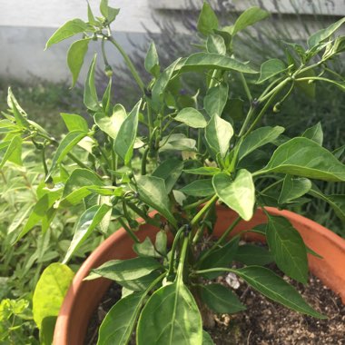 Capsicum annuum