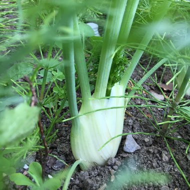 Foeniculum vulgare var. azoricum