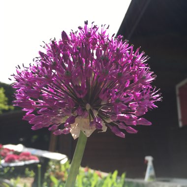 Allium hollandicum 'Purple Sensation' syn. Allium 'Purple Sensation', Allium aflatunense 'Purple Sensation'