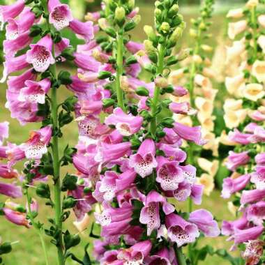 Digitalis