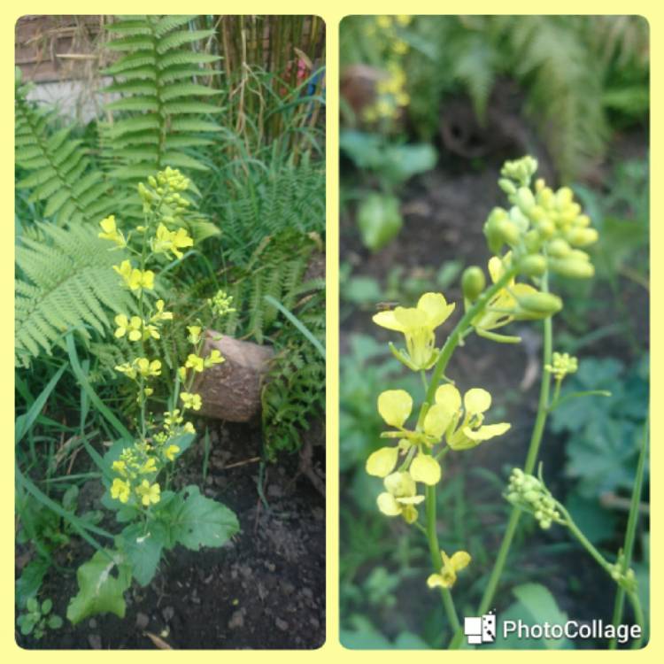 Plant image Brassica napus