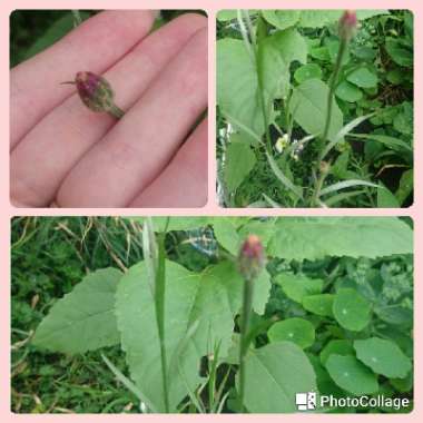 Cornflower