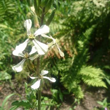 Wild Radish