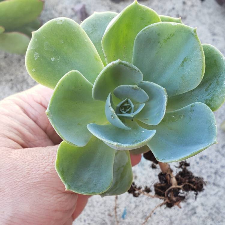 Plant image Echeveria Domingo