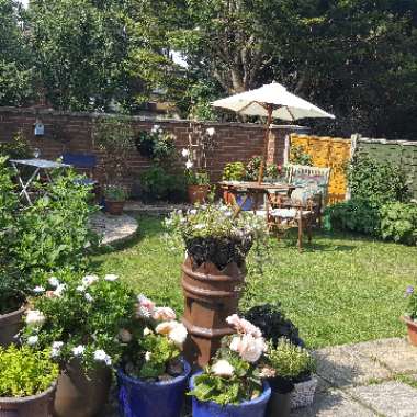 Jayne's garden