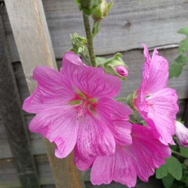 Tree Mallow 'Bredon Springs'