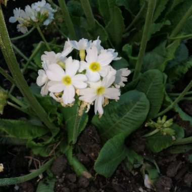 Drumstick primrose 'Alba'