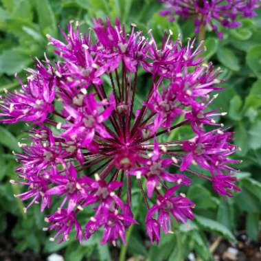 Allium 'Purple Sensation'