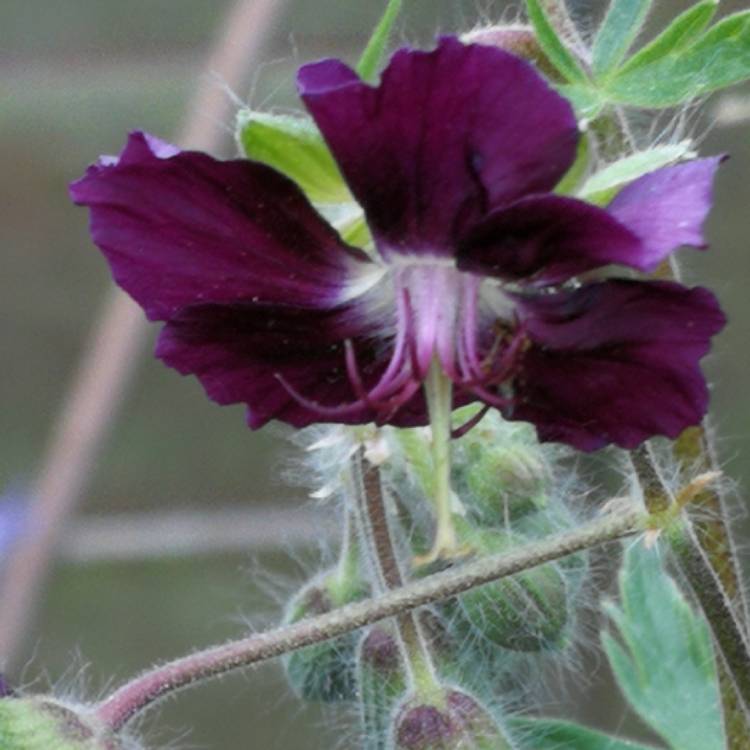 Plant image Geranium phaeum