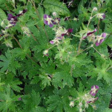 Dusky Cranesbill