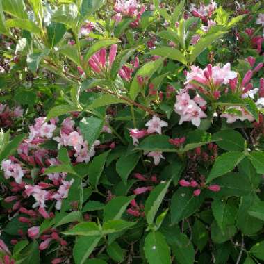 Weigela