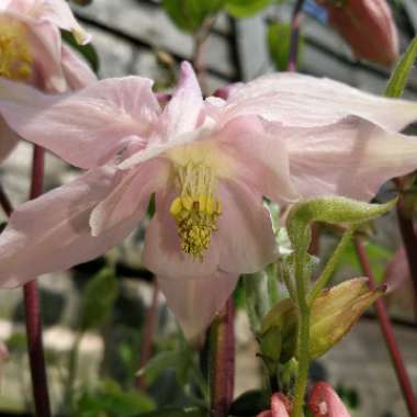 Columbine