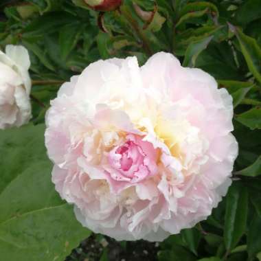 Peony 'Shirley Temple' (Herbaceous)