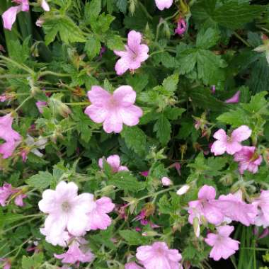 Geranium 'Dusky Rose'