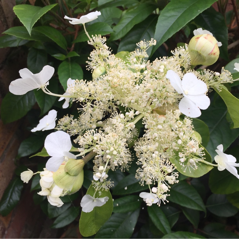 Plant image Hydrangea seemannii