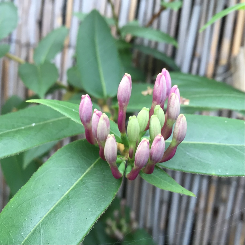 Plant image Lonicera henryi