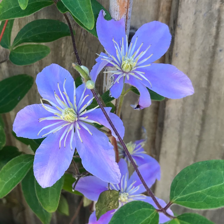 Plant image Clematis viticella 'Justa'