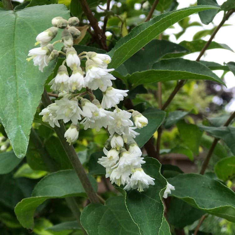 Plant image Deutzia scabra 'Candidissima' syn. Deutzia x wellsii