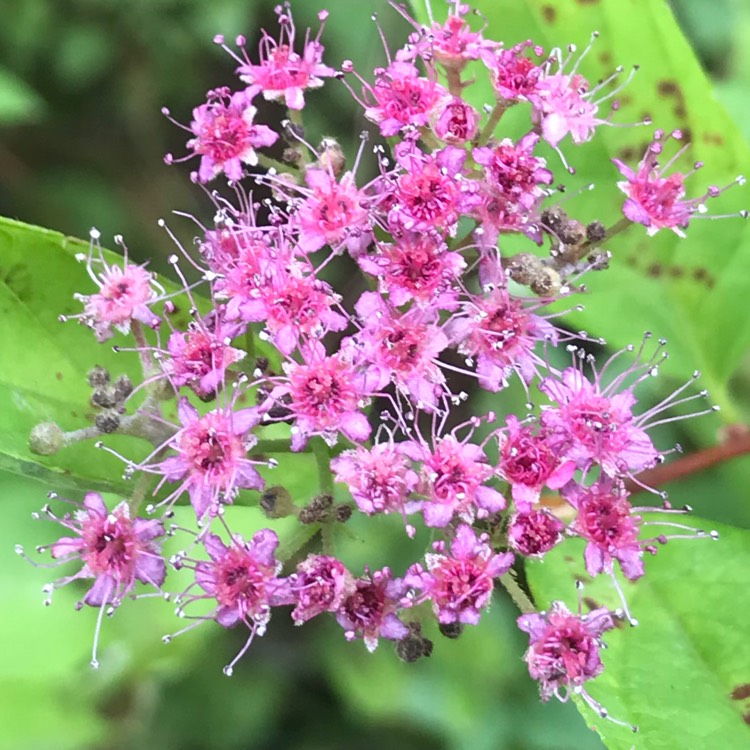 Plant image Spiraea japonica 'Goldflame' syn. Spiraea x bumalda 'Goldflame'