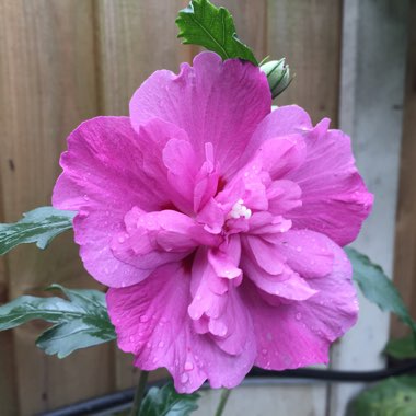 Hibiscus syriacus 'Purple Pillar'