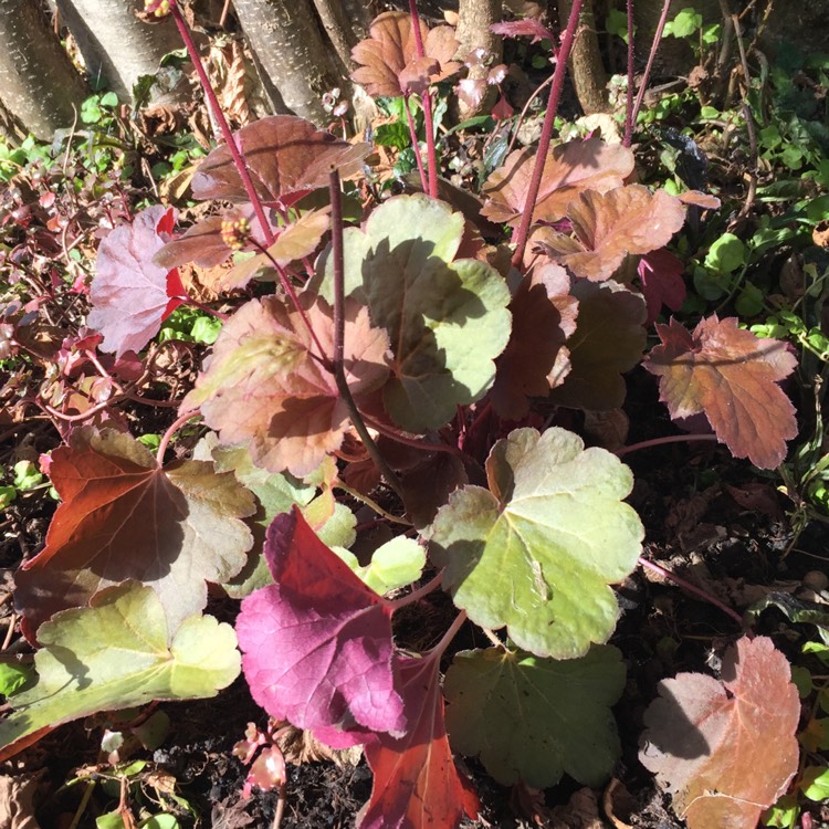 Plant image Heuchera 'Little Cutie Blondie'