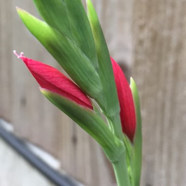 Hesperantha coccinea 'Major' syn. Schizostylis coccinea 'Major'